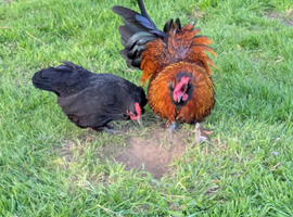 Stunning red cockerel + beloved wife