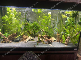 Pleco's & Cory's including Aquarium