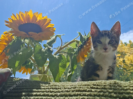 12 week old kitten and Mum