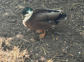 Male grey call duck