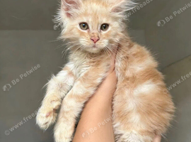 Champion Lines Maine coon Kittens Tica Registered