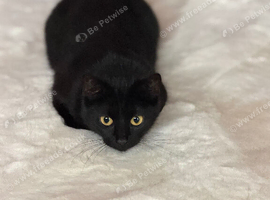 Beautiful 1 year old cat