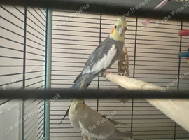 Pair of cocktails