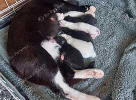 7 beautiful kittens Essex
