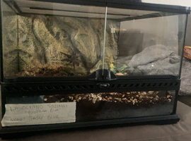 Eco terra terrarium