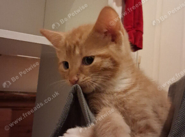 Mainecoon X reduced 2 girls 1 ginger boy