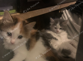 2 kittens available