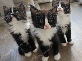 Magical Ragdoll kittens