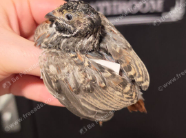 Male button quail