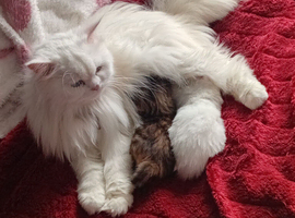 Persian/Bengal kittens