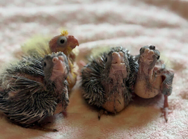 Hand-Reared Cockatiels