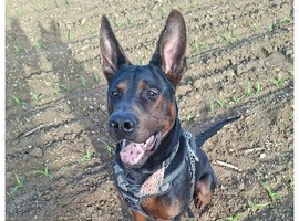 Big handsome boy for sale - TYSON