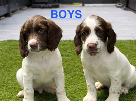 Gorgeous Chunky ESS Boy Puppies