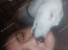 PET HOME ONLY, DEAF DOG