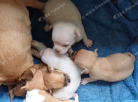 Chug puppies