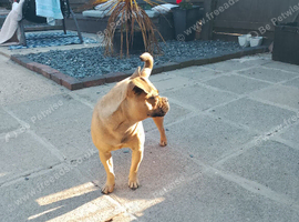 Pug x French bulldog