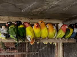 Cocktails Ringneck Lovebirds canaries
