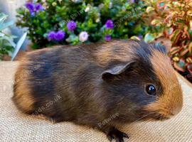 Baby boy (boars) Guinea-pigs