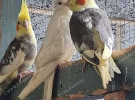 Baby cockatails