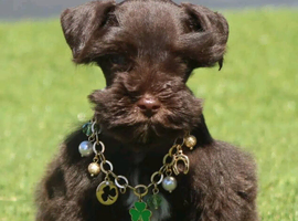 Amazing KC reg mini schnauzer puppies