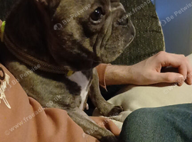 Female frenchie