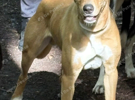 Saluki bull lurcher