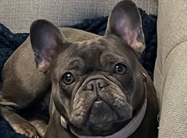 Blue female French bulldog