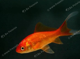 Pond Fish.  FREE