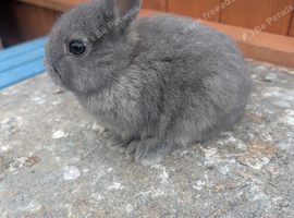 Solid blue  netherland dwarfs Baby boys