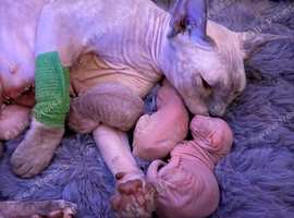Canadian Sphynx babies