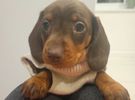 9 week old Minature Dashaund