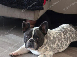French bulldog female