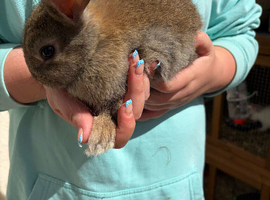 Rabbit