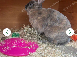 Rex Rabbit looking for new home