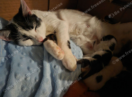 3 beautiful male kittens