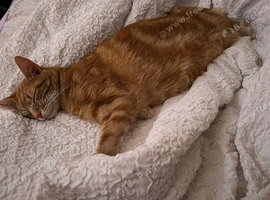 Ginger full coat tabby yellow hazel eyes