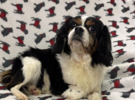 Mindy - looking for her forever home