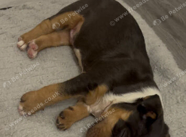 Miniature English bull terrier