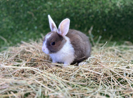 Bunnies for sale now!