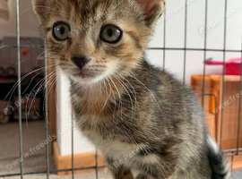 Gorgeous kittens! Ready Now!