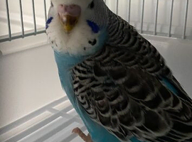 Young Budgies available