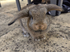 2x mini lop babies