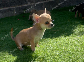 Chihuahua puppies 1 girl