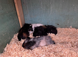 Baby guinea pigs