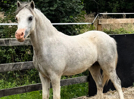 Flashy Yearling Colt