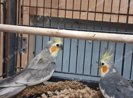 3 young cockateils
