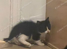 Ready now! 3 kittens for sale.