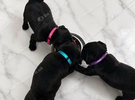 Pug puppies