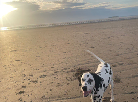 Happy Chappy