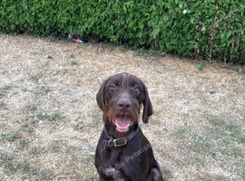 1 year old gwp x gsp